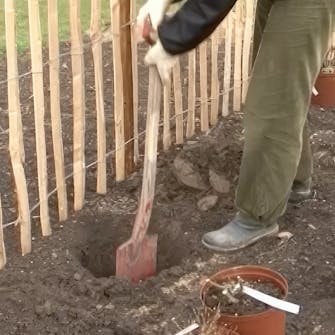 plante roser i bed plante roser i bed